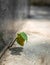 Plant growing between concrete stairs. Conceptual photo of never lose hope. Used selective focus and copy space for text