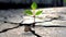 plant growing through a crack in the pavement