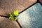 plant growing through crack in pavement Concept of business break through