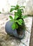 plant growing in a fallen pot at the backyoard side view