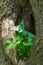 Plant Growing in a Hollow of a Tree - 2
