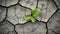 A plant growing in a hot dry desert with sunshine and rain on the horizon - new life hope concept. Dry and cracked ground, dry for