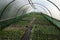 Plant growing polythene tunnel.