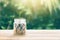 Plant Growing In Savings Coins Sprout growing on glass piggy bank with sunset light.