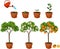 Plant growing from seed to orange tree. Life cycle plant