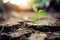 Plant growing in soil, closeup. Young sprout in dry ground