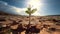 Plant growing in soil, closeup. Young sprout in dry ground