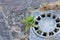 Plant growing from street storm drain with paving stones on the background, drainage grate closeup - Image