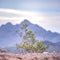 Plant growing in the sunny wilderness of Arizona