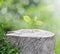 Plant growing on timber on green bokeh background , ecology conc