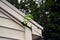 Plant growing from under a roof`s soffit trim in Michigan.