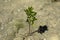 Plant grows in asphalt. One small plant in ground. Weak sprout pierced soil