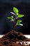 plant growth, as a vibrant sapling emerges from the dirt on a flat surface.