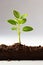 plant growth, as a vibrant sapling emerges from the dirt on a flat surface.