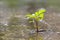 Plant growth from the crack concrete