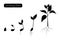 Plant growth phases infographic. Evolution germination progress concept. Seed, bean, sprout organic agriculture.