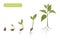 Plant growth phases stages flat vector illustration. Evolution germination progress concept. Seed, bean, sprout, tree.