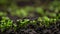 Plant Growth In Timelapse, Sprouts Germination From Seeds In Ground, Farming And Gardening At Spring Season