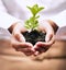 Plant, growth and woman hands in sustainability, green startup and eco friendly investment, agro ngo or business
