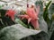 Plant guzmania pink. Beautiful flower in the greenhouse