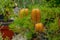 Plant hairpin banksia potted growing outdoors