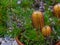 Plant hairpin banksia spinulosaa outdoors