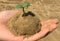 Plant in hand - sand background. plant in hand give to the world.