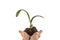 Plant in the hand on white background