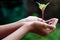 Plant in Hands, Human Hands Holding Young Plant