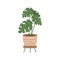 Plant in hanging pot. Houseplant hang on rope, decorative indoor plant,