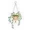 Plant in hanging pot. Houseplant hang on rope, decorative indoor plant,