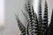 Plant Haworthia monochrome macro photography as background for design