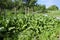 Plant horseradish. Spicy plant in the garden. Horse-radish is common in the garden.