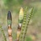 Plant Horsetail or common Horsetail ( lat. Equisetum arvense )