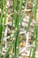 Plant Horsetail wintering lat. Equisetum hyemale