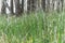 Plant Horsetail wintering ( lat. Equisetum hyemale )