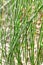 Plant Horsetail wintering lat. Equisetum hyemale