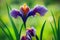 Plant iris flower purple on green blurry sunny background.