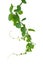 Plant isolated ivy green vine climbing tropical. Clipping path