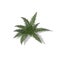 Plant in isometric style. Cartoon tropical fern on white background. Isolated image of jungles bush