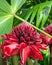 Plant from jungle Torch Ginger