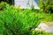 Plant Juniperus horizontalis in garden