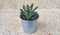 Plant,Kalanchoe tomentosa in zinc pot