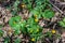 Plant Kashubian buttercup Ranunculus cassubicus