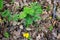 Plant Kashubian buttercup Ranunculus cassubicus