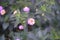 Plant lantana camara closeup