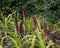 Plant with large oblong spiked flower head at the Dallas Arboretum and Botanical Garden in Texas.