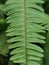 a plant with the Latin name nephrolepis cordofolia. fresh green leaves, selective focus.