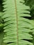 a plant with the Latin name nephrolepis cordofolia. fresh green leaves, selective focus.