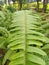 a plant with the Latin name nephrolepis cordofolia. fresh green leaves, selective focus.